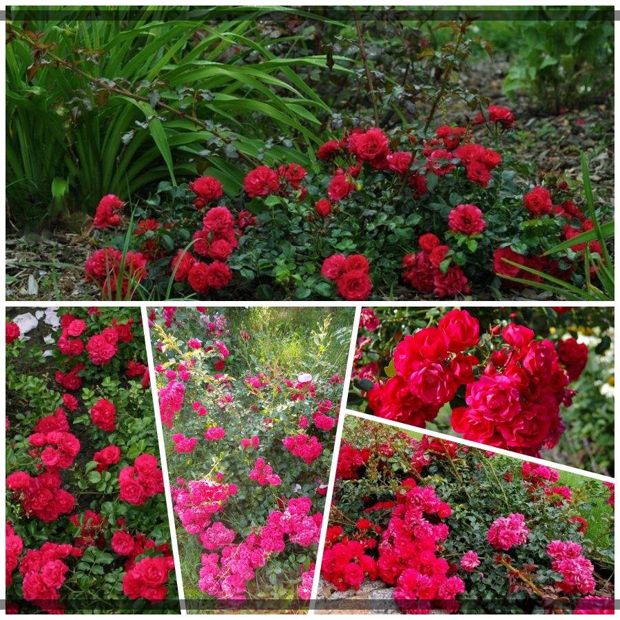 Gartnerfreude róże okrywowe